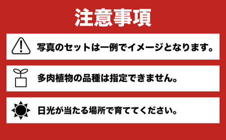 多肉植物 苗 35個セット 福岡 八女 広川 観葉植物 植物 はち インテリア 鉢植え 園芸用品 室内栽培 水やり ガーデニング 広川町/plantsfunshopnatur[AFAT009]