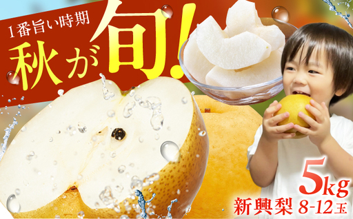 【★先行予約★ 2026年10月上旬より発送】梨（新興）約5kg /  なし 果物 梨 フルーツ[AFAB059]