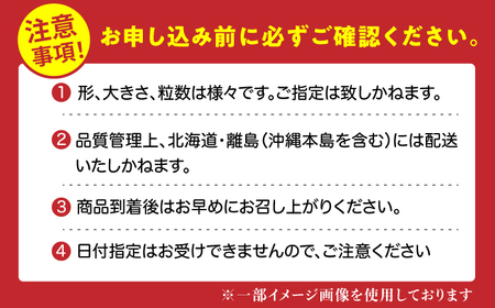 【先行予約 2025年2月より発送】 〈幻のイチゴ〉綾美姫270g×2  いちご 苺 果物 フルーツ 人気 希少  イチゴ ストロベリー 福岡 広川町 / 石川農園[AFCC001]