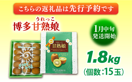 【★先行予約★ 2026年1月中旬より発送】博多甘熟娘(うれっこ) ヘイワードキウイ 約1.8kg（15玉） / キウイ 果物[AFAB076]