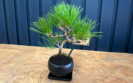 黒松盆栽 / ぼんさい 木[AFBX001] | 福岡県広川町 | ふるさと納税