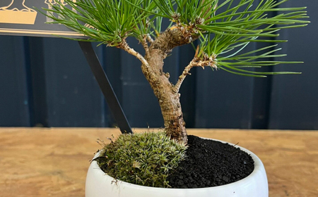 黒松盆栽 / ぼんさい 木[AFBX001] | 福岡県広川町 | ふるさと納税