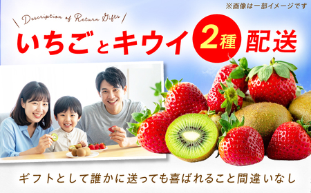 フルーツ詰合せ（あまおうDX 2パック＆キウイ12個） / フルーツ ギフト[AFAB087]