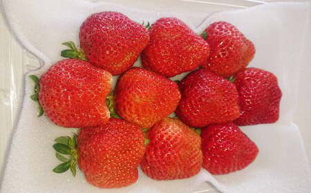 【2026年2月上旬～4月上旬発送予定】あまおうボリュームセット G規格以上 6パック 計約1500-1620g 苺 いちご フルーツ 国産 冷蔵