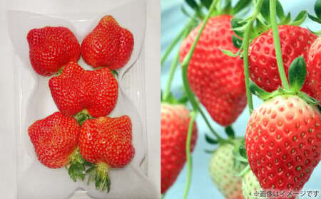 【2026年3月上旬～4月下旬発送予定】 春のあまおう （2L・2A・G規格以上 4パック） 計約1000-1080g 苺 いちご