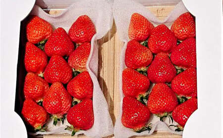 【2026年3月上旬～7月下旬発送予定】【3回定期便】あまおう贅沢ジェラートセット (フレッシュあまおう、冷凍あまおう約1.5kg、プレミアムあまおうジェラート2種) 冷凍 冷蔵