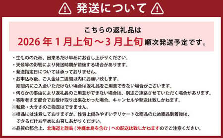 完熟あまおう 贈答用 4パック 合計約1kg～1.64kg 【2026年1月上旬～3月上旬までに出荷予定】いちご 苺 イチゴ ベリー 果物 フルーツ お取り寄せ デザート おやつ