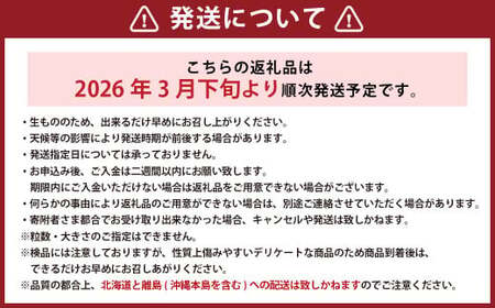 【訳あり】完熟あまおう 4パック 合計約1.1kg 【2026年3月下旬出荷予定】いちご 苺 イチゴ 果物 フルーツ