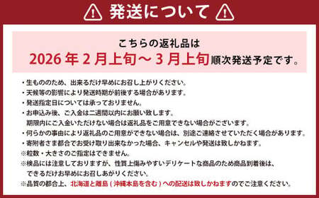  【訳あり】 完熟あまおう 2パック 約275g×2パック 合計約550g 【2026年2月上旬～3月上旬までに出荷予定】いちご 苺 訳あり 家庭用 果物 フルーツ