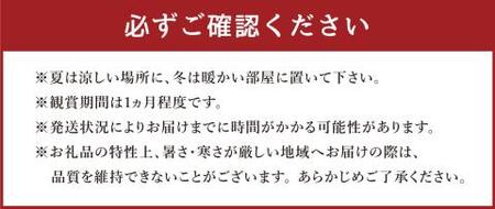 【2025年3月上旬発送開始】プリンセスピーチ 五本立ち総数 35輪 程度 福岡県 糸田町 花 胡蝶蘭