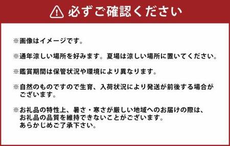 【2025年3月上旬発送開始】 胡蝶蘭 白ミディアム三本立ち 総数21輪程度