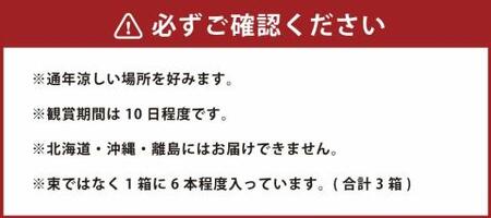 【2025年3月上旬発送開始】 ＜特選＞ 胡蝶蘭切り花 100輪セット