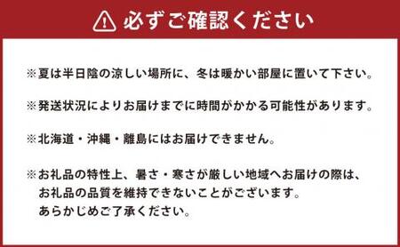 【2025年3月上旬発送開始】たんぼのラン屋さん 胡蝶蘭 3本立白大輪