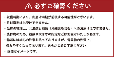 福岡県産 あまおう 2パック 合計500g以上 いちご 苺【2024年12月-2025年3月下旬発送】