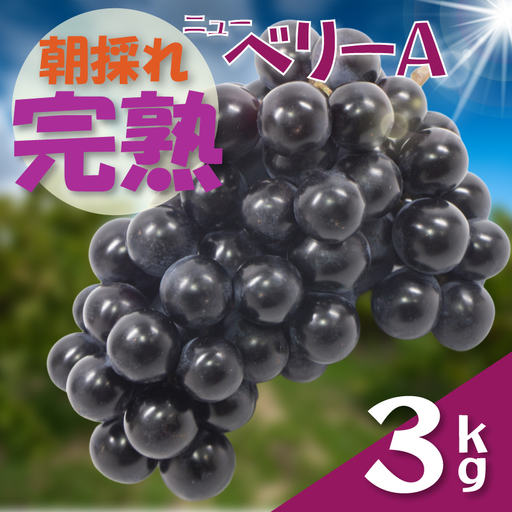 【2026年8月下旬から発送】【先行予約】ニューベリーＡ 3㎏  ぶどう｜ぶどう RYE