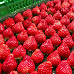 【2026年3月発送】 苺 あまおう 540g (270g×2P) いちご | あまおう OKI