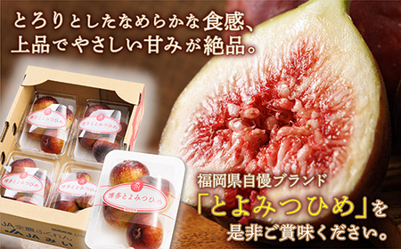 福岡県 ブランド いちじく 「 とよみつひめ 」約1.2ｋｇ(約300ｇ×4パック)  フルーツ イチジク 無花果 旬 の時期にお届け 福岡 3S3