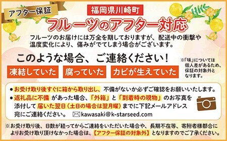 福岡県 ブランド いちじく 「 とよみつひめ 」約1.2ｋｇ(約300ｇ×4