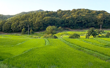【新米】赤村産棚田米こだわりの夢つくし(玄米)10kg J2-S