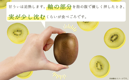 福岡県産 キウイ 甘うぃ 約1.4kg (9玉)  キウイ キウイフルーツ  kiwi 果物 フルーツ 送料無料 3W25