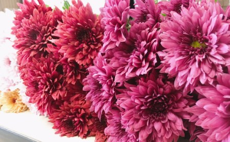 スプレー菊　花束（３０～４５本） Q2-S