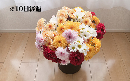 スプレー菊　花束（３０～４５本） Q2-S