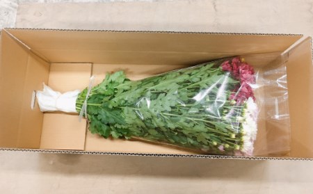 スプレー菊　花束（３０～４５本） Q2-S