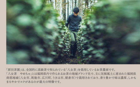 W55-29 原田茶園 極上煎茶ティーバッグ 麗至 64g 2袋（4g×8）×2 