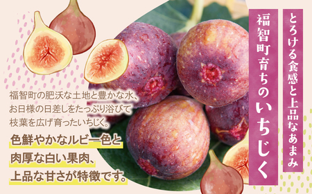 W99-83 【2026年発送】 ★先行予約受付開始★ ふくふく果実定期便(隔月・年2回) 福岡 福智町 定期便 2回 食べ比べ 果物 フルーツ もも 桃 さくひめ いちじく イチジク とよみつひめ 送料無料