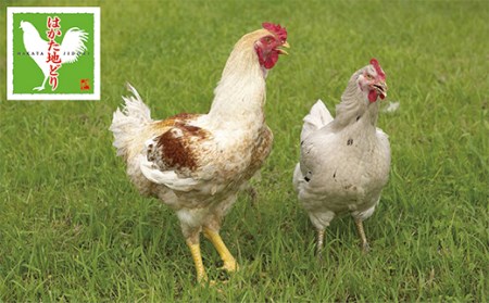 W12-82 はかた地どり 炭火焼 & (冬季)水炊き 定期便(隔月・年6回)