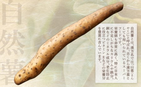 U19-01 【福智町産】オラの自然薯(1本もの 750g以上） 野菜 グルメ 取り寄せ ご当地 特産 産地 直送人気 オススメ