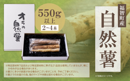 P19-02 【福智町産】オラの自然薯(カットもの 550g以上） 野菜 グルメ 取り寄せ ご当地 特産 産地 直送人気 オススメ 自然薯 じねんじょ 自然薯 じねんじょ 自然薯 じねんじょ 自然薯 じねんじょ 自然薯 じねんじょ 自然薯 じねんじょ 自然薯 じねんじょ 自然薯 じねんじょ 自然薯 じねんじょ 自然薯 じねんじょ 自然薯 じねんじょ