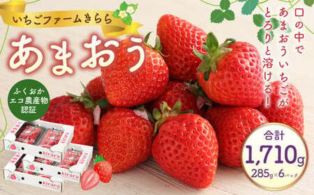 あまおう 約1710g 約285g×6パック いちごファームきらら いちご イチゴ 苺【ふくおかエコ農産物認証】【2026年2月上旬～3月下旬発送予定】