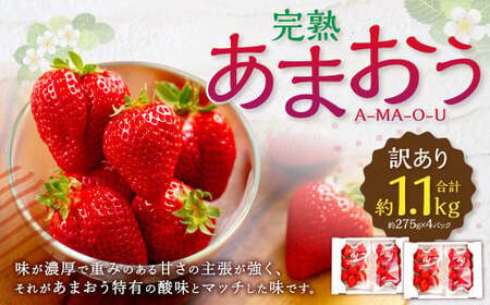【訳あり】完熟あまおう 4パック いちご 苺 イチゴ フルーツ 果物 くだもの あまおう ギフト 冷蔵 苅田町 【2026年2月上旬-3月上旬発送予定】