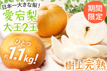 【数量限定】梨 愛宕梨 大玉2玉 期間限定 先行予約 ≪2026年 11月上旬頃より順次出荷≫ 樹上完熟  日本一大きな梨 フルーツ 松木果樹園 