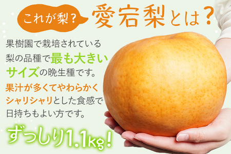 【数量限定】梨 愛宕梨 大玉2玉 期間限定 先行予約 ≪2026年 11月上旬頃より順次出荷≫ 樹上完熟  日本一大きな梨 フルーツ 松木果樹園 