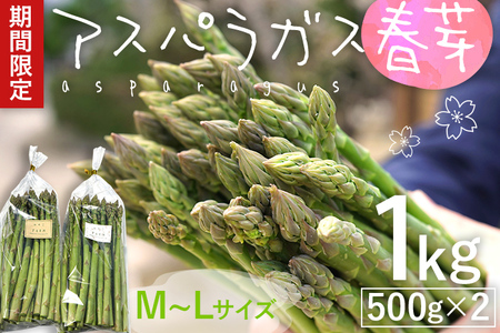 予約受付 アスパラガス 春芽 M～Lサイズ 1kg（500g×2） 2026年3月頃より順次発送  野菜 福岡 九州 グルメ お取り寄せ