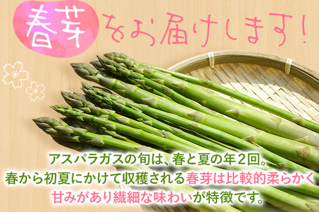 予約受付 アスパラガス 春芽 M~Lサイズ 1kg（500g×2） 2025年3月頃より順次発送 野菜 福岡 九州 グルメ お取り寄せ | 福岡県みやこ町  | ふるさと納税サイト「ふるなび」