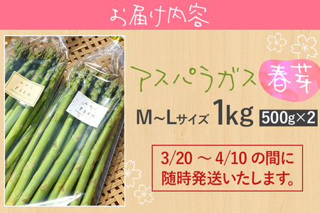 予約受付 アスパラガス 春芽 M～Lサイズ 1kg（500g×2） 2026年3月頃より順次発送  野菜 福岡 九州 グルメ お取り寄せ