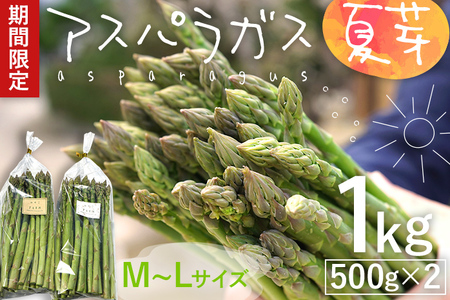 数量限定 アスパラ 夏芽 M~Lサイズ 1kg（500g×2）予約受付 2026年6月～8月頃に順次発送  野菜 農家直送  アスパラガス 福岡 九州 グルメ お取り寄せ