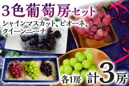 【数量限定】予約受付 ぶどう 食べ比べ 3色葡萄房セット(シャインマスカット、ピオーネ、クイーンニーナ) ぶどう フルーツ ブドウ 葡萄 果物 マスカット 赤葡萄 黒葡萄 食べ比べ 1房600g前後 Vtuber ギフト 贈り物 甘い 完熟 3種セット 【9月以降順次出荷】