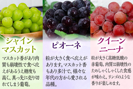 【数量限定】予約受付 ぶどう 食べ比べ 3色葡萄房セット(シャインマスカット、ピオーネ、クイーンニーナ) ぶどう フルーツ ブドウ 葡萄 果物 マスカット 赤葡萄 黒葡萄 食べ比べ 1房600g前後 Vtuber ギフト 贈り物 甘い 完熟 3種セット 【9月以降順次出荷】