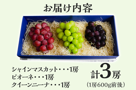 【数量限定】予約受付 ぶどう 食べ比べ 3色葡萄房セット(シャインマスカット、ピオーネ、クイーンニーナ) ぶどう フルーツ ブドウ 葡萄 果物 マスカット 赤葡萄 黒葡萄 食べ比べ 1房600g前後 Vtuber ギフト 贈り物 甘い 完熟 3種セット 【9月以降順次出荷】
