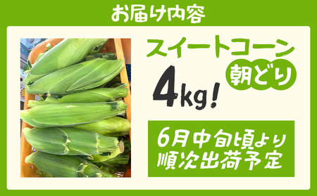 数量限定 【朝採り】完熟スイートコーン 4kg 先行予約 産地直送 とうもろこし スイートコーン スイートコーン スイートコーン