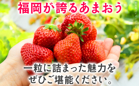 あまおう いちご 大容量 1.5kg 250g×6パック 苺 フルーツ 果物 福岡 九州 グルメ お取り寄せ 3月上旬~4月上旬頃出荷予定