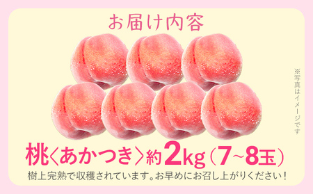先行予約 期間限定 桃 あかつき 約2kg(7~8玉) 農家直送 樹上完熟 完熟 果汁 もも モモ 果物 フルーツ 甘い ジューシー 福岡県 福岡 九州 グルメ お取り寄せ 【7月上旬頃より順次出荷予定】