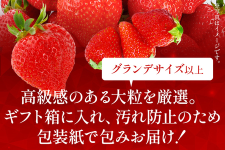 【ギフト】12月より順次発送! 大粒あまおう 約560g(約280g×2パック) 苺 イチゴ いちご フルーツ 果物 ふるさと納税くだもの ブランド くだもの 福岡県産