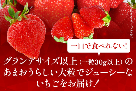 【12月より順次発送】あまおう グランデサイズ以上 約560g（約280g×2パック） 苺 イチゴ いちご フルーツ 果物 ふるさと納税くだもの ブランド くだもの 福岡県産