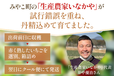 【12月より順次発送】あまおう グランデサイズ以上 約560g（約280g×2パック） 苺 イチゴ いちご フルーツ 果物 ふるさと納税くだもの ブランド くだもの 福岡県産