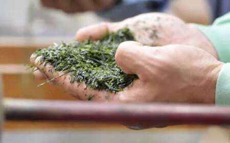 【2025年産】星野村の八女茶2本セット [BGAA017]八女茶